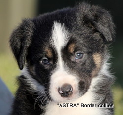 Tricolour MALE border collie puppy